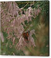 Painted Lady On Pink Chinese Saltcedar Canvas Print