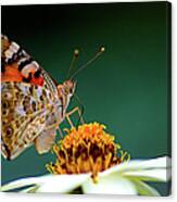 Painted Lady  Vanessa Cardui Canvas Print