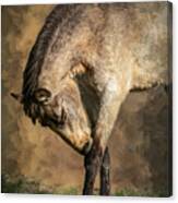 Painted Portrait Of A Wild Mustang Canvas Print
