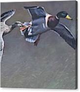 Pair Of Mallards Ducks Canvas Print