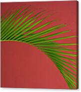 Palm Frond Against A Red Background Canvas Print