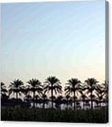 Palms Canvas Print