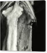 Palomino Canvas Print