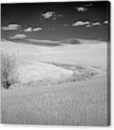 Palouse Tree Ii Canvas Print