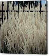 Pampas Grass And Iron Canvas Print