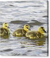 Panorama Of Goslings On The Water Canvas Print