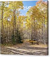 Panorama Of Yellow Aspen Forest On The Way To Independence Pass - Twin Lakes Colorado Rocky Mountain Canvas Print