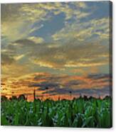 Panoramic Cornfield Sunset Canvas Print