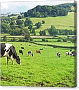 Panoramic Of Dairy Cows Canvas Print
