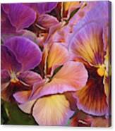 Pansy Field In Violet And Yellow 6 Canvas Print
