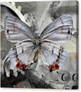 Papillon Canvas Print