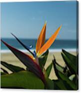 Paradise At The Beach Canvas Print