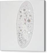 Paramecium Canvas Print