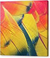 Parrot Feathers Canvas Print