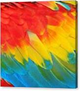 Parrot Feathers Red And Blue Exotic Canvas Print