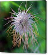 Pasque Flower Is A Species Belonging To The Buttercup Family Ran Canvas Print