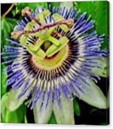Passion Flower Bee Delight Canvas Print