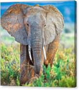 Pastel Elephant Canvas Print