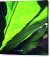 Peace Lily Ii Canvas Print