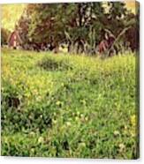 Peaceful Pastoral Perspective Canvas Print