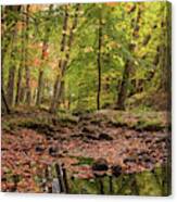 Peaceful Woods Canvas Print