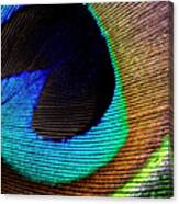Peacock Feather 02 Canvas Print