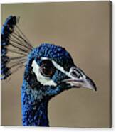Peacock Headshot Canvas Print
