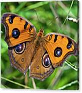 Peacock Pansy Canvas Print