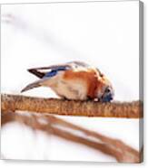 Peek-a-boo Blue Bird Canvas Print