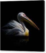 Pelican In The Dark ... Canvas Print