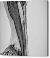 Pelican Portrait Canvas Print