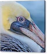 Pelican Profile Canvas Print