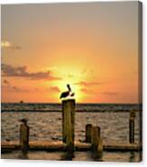 Pelican Sunrise Canvas Print