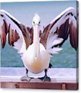 Pelican Wings Of Beauty 9724 Canvas Print