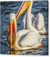 Pelican With Crappie Canvas Print