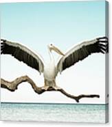 Pelican With Wings Outstretched On Canvas Print