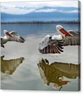 Pelicans Flying Canvas Print
