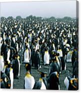 Penguin Colony Canvas Print