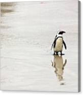 Penguin Canvas Print