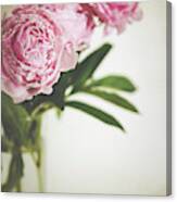 Peony 12 Canvas Print