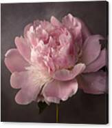 Peony Canvas Print