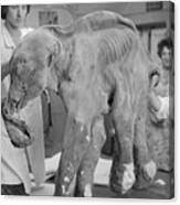 People Examining Frozen Baby Mammoth Canvas Print