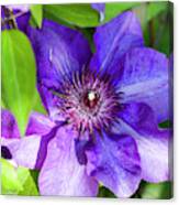 Perfectly Purple The President Clematis Blossom Canvas Print