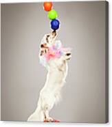 Performing Dog Balancing Balls On Nose Canvas Print