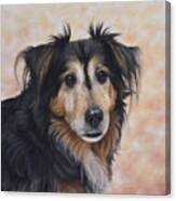 Pet Portrait Of Buster The Dog Canvas Print