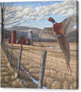 Pheasant Canvas Print