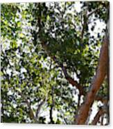 Photo 66 Tropical Trees Canvas Print
