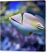 Picasso Triggerfish Canvas Print