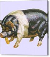 Pig Eating Corn Canvas Print