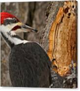 Pileated Woodpecker Foraging Canvas Print